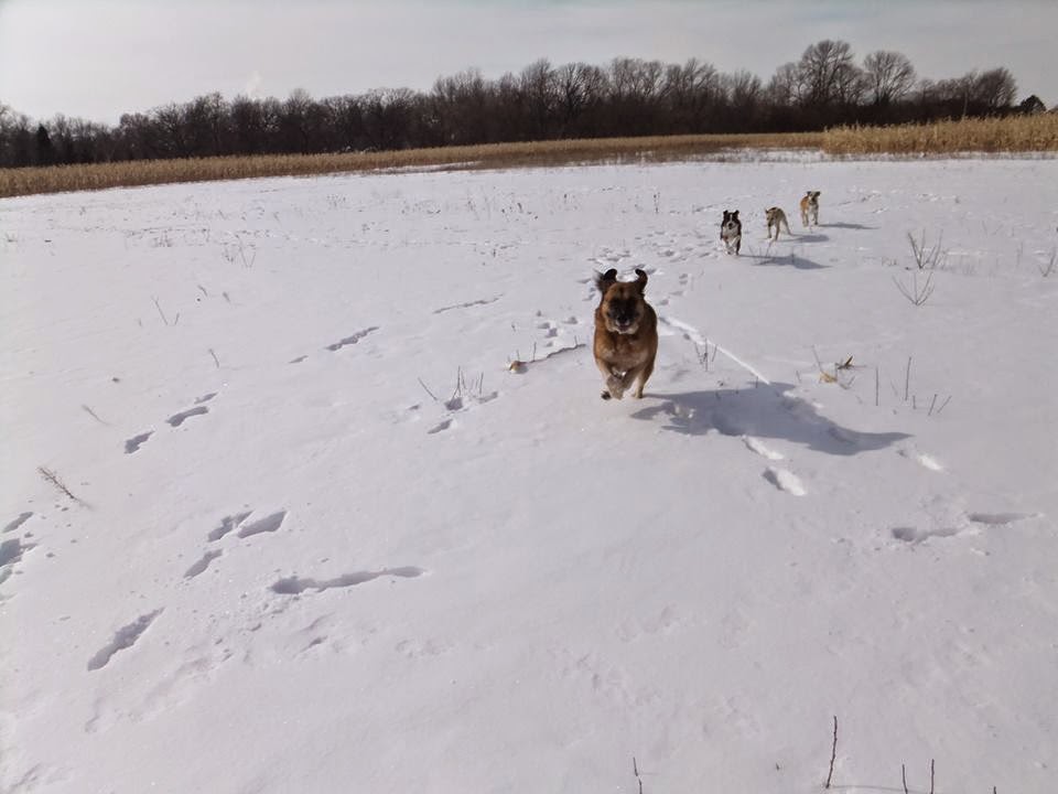 Riverside Animal Hospital - Green Bay , United States