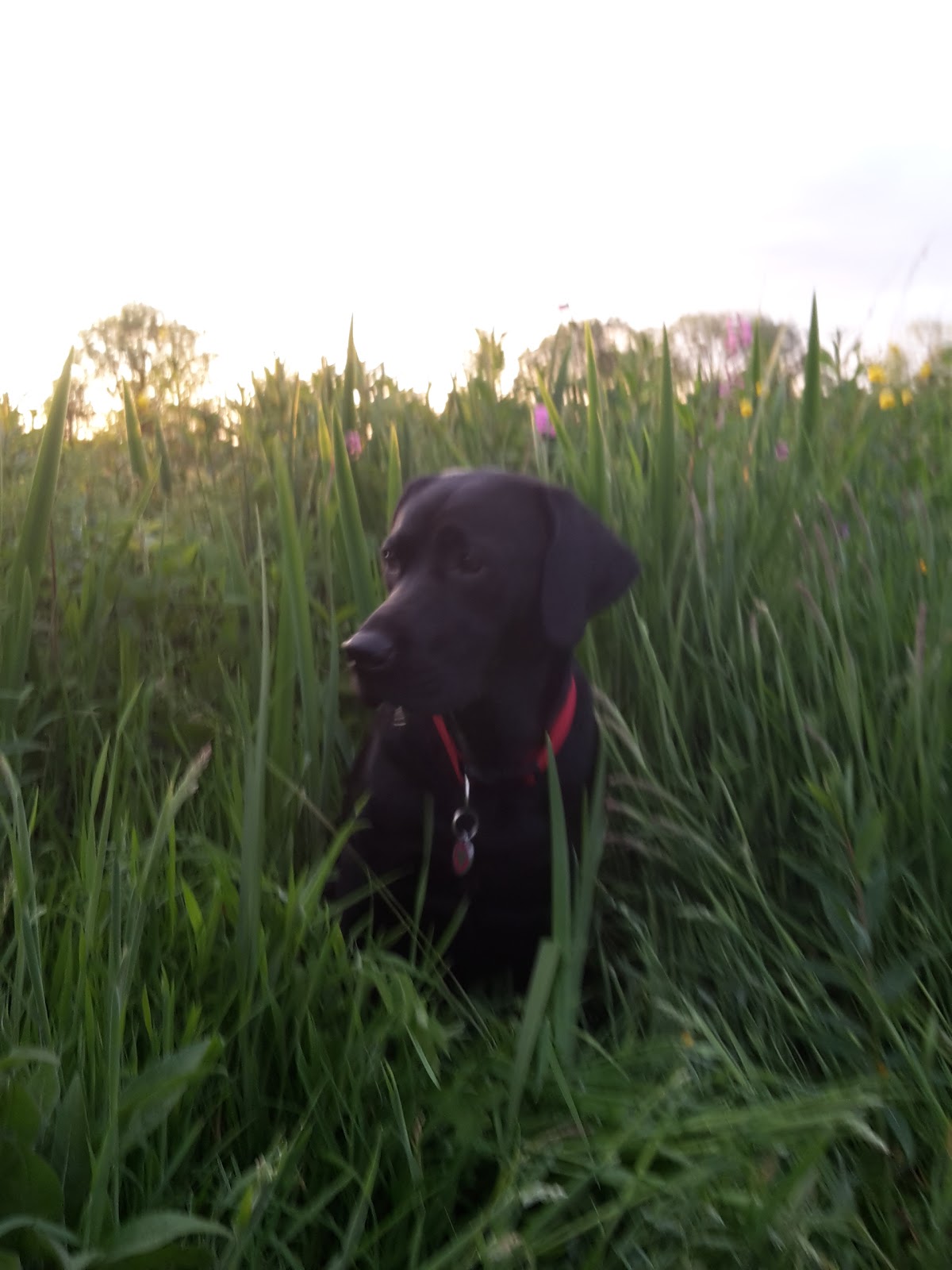 Abbey Veterinary Group Greenock - Greenock , United Kingdom