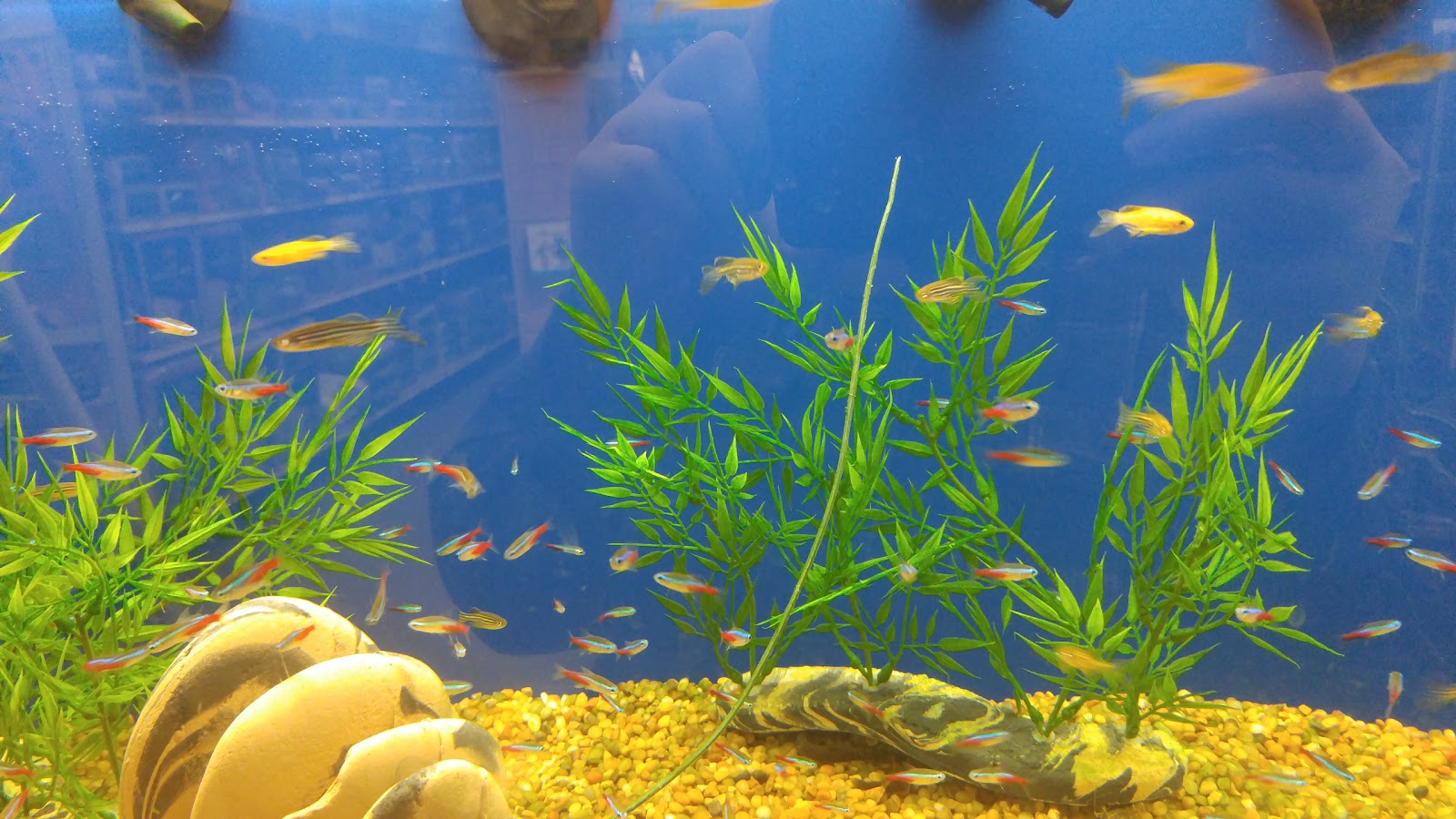 Banfield Pet Hospital - Renton , United States