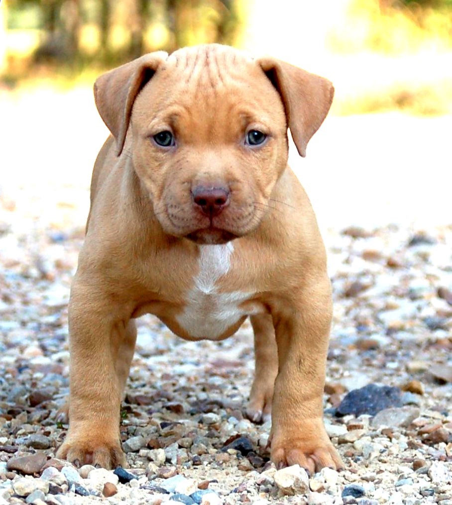 Barney And Russum Animal Clinic - Fairfield , United States