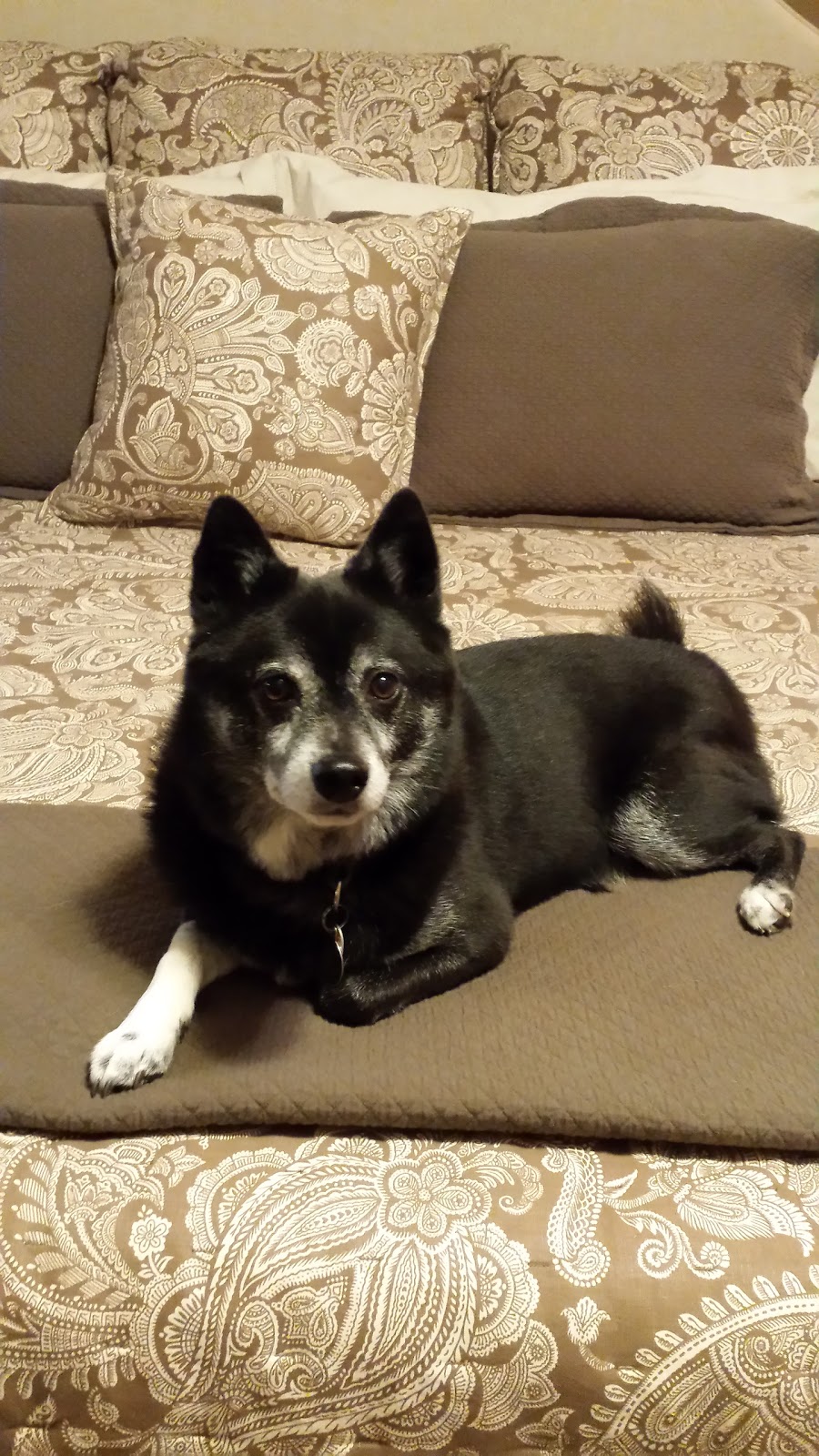 Oakcrest Pet Hospital - Wichita , United States
