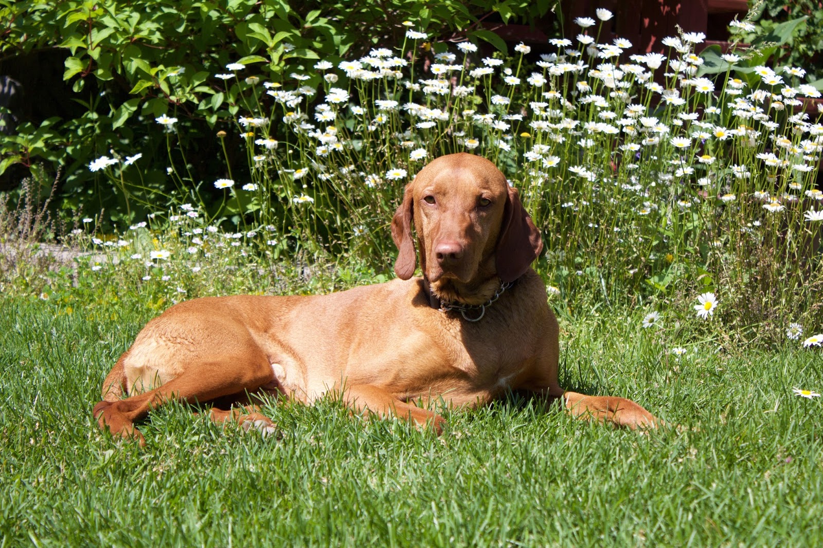 Vca Stouffville Veterinary Clinic Accepting New Clients - Whitchurch-Stouffville , Canada
