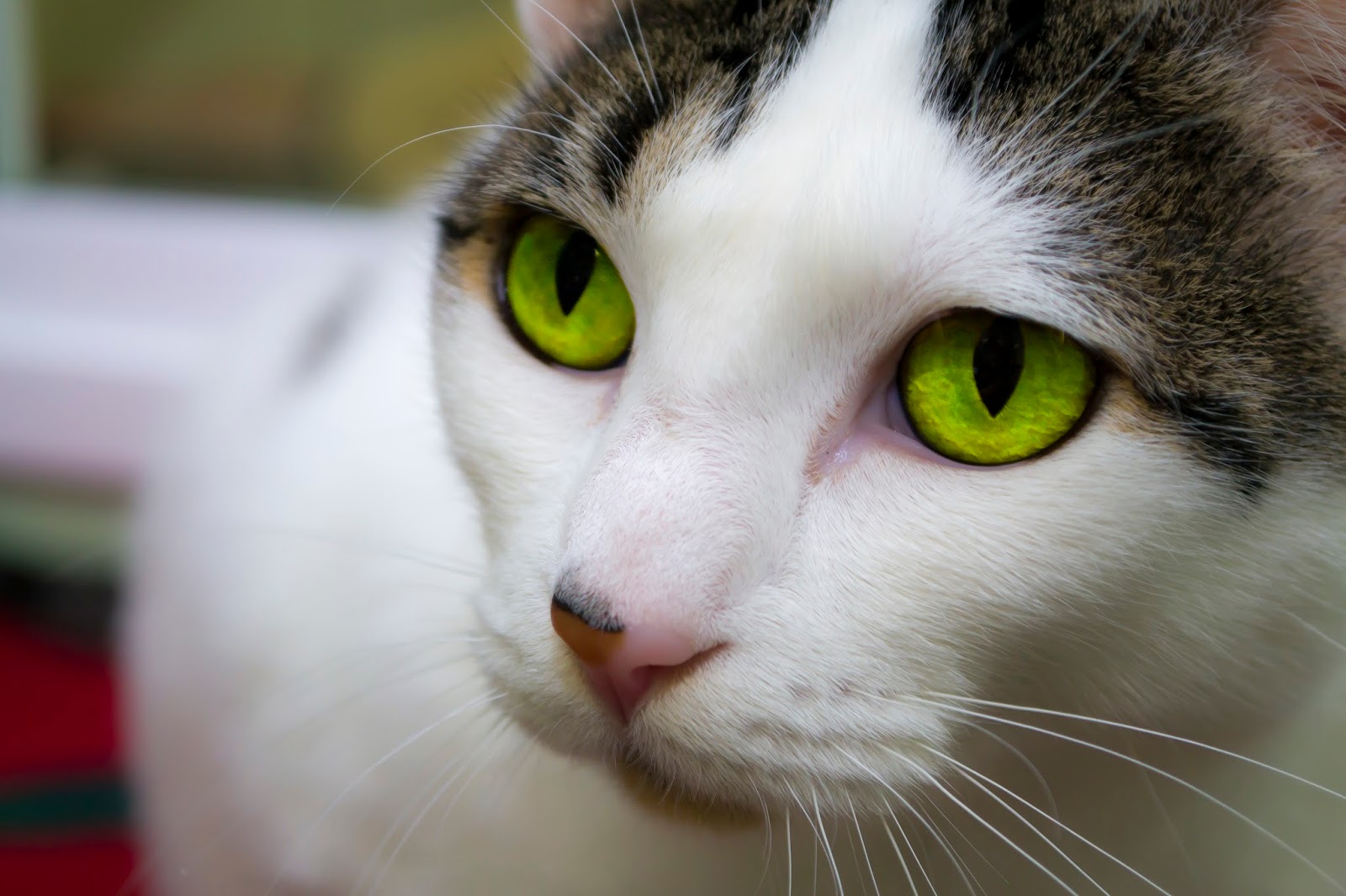 Willamette Valley Animal Hospital Salem - Salem , United States