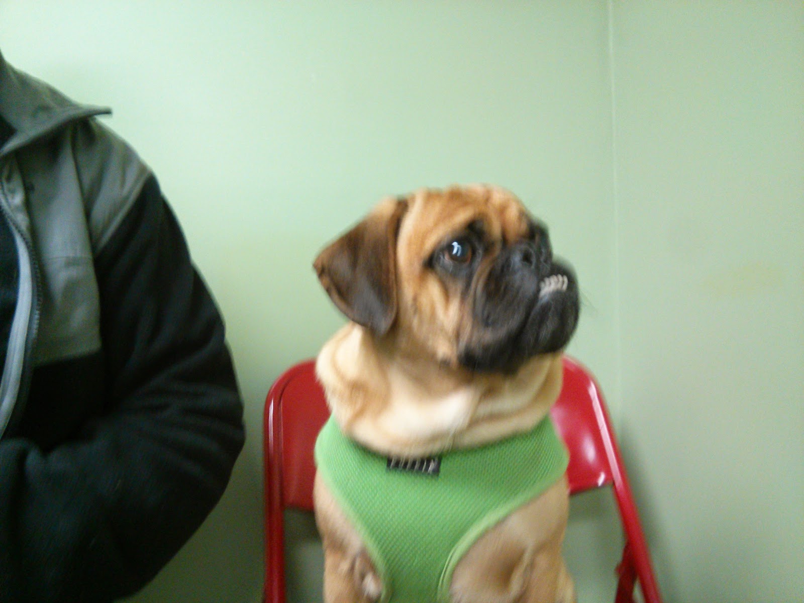 Jamaica Plain Animal Clinic - Jamaica Plain , United States