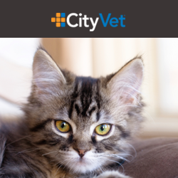 Cityvet | Preston Forest + Urgent Care - Dallas , United States