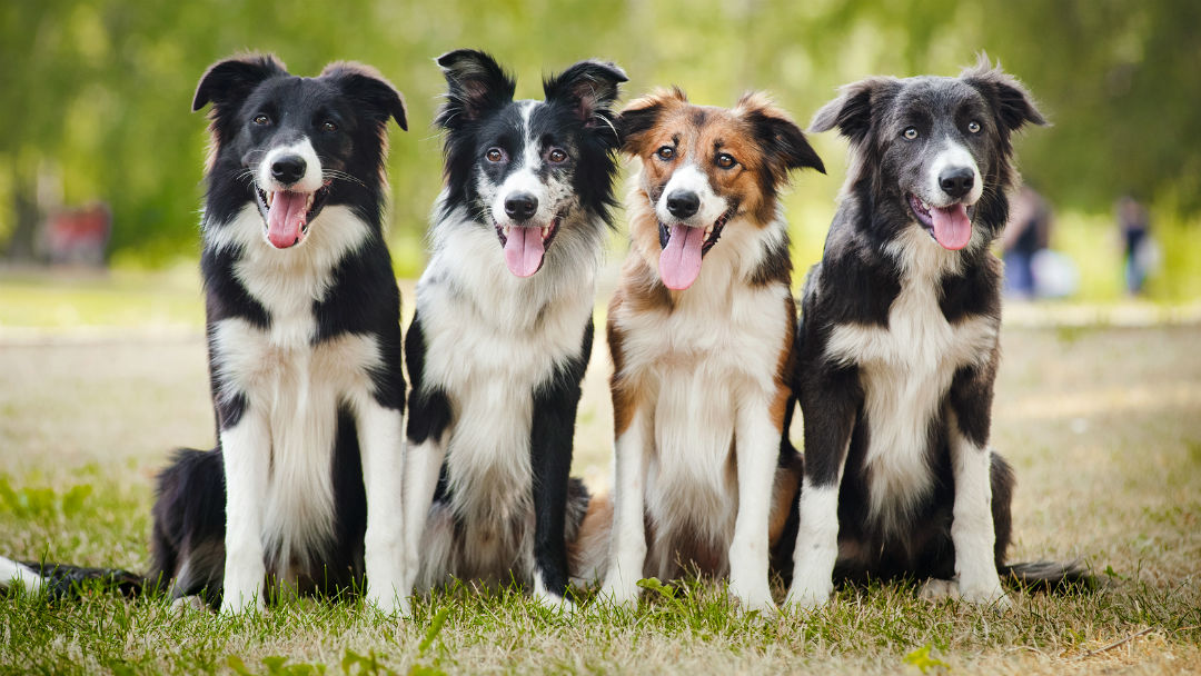 Irvington Pet Clinic - Indianapolis , United States
