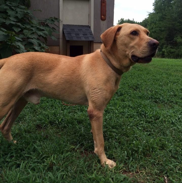 Animal Hospital Of Cornelius - Cornelius , United States
