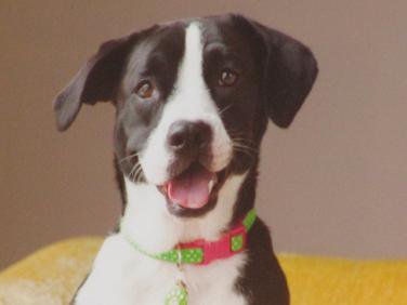 Rescued Heart Animal Hospital - Pekin , United States