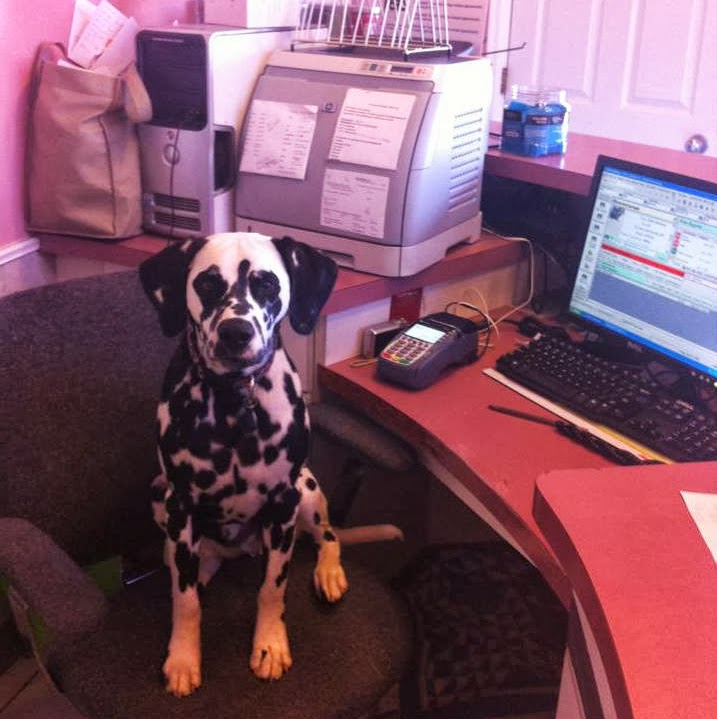 All Pets Hospital - Des Moines , United States