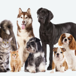 Myoma Animal Hospital - Mars , United States
