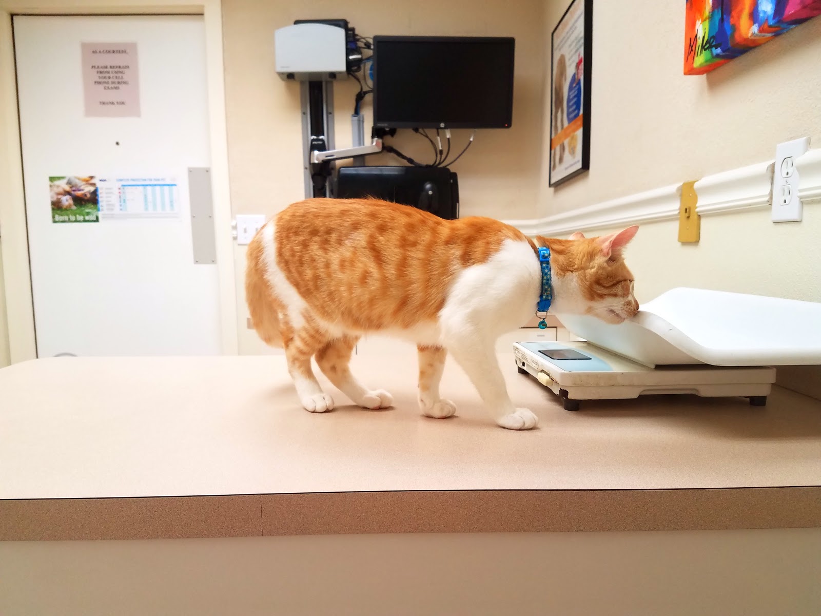 Vca Spanish River Animal Hospital - Boca Raton , United States