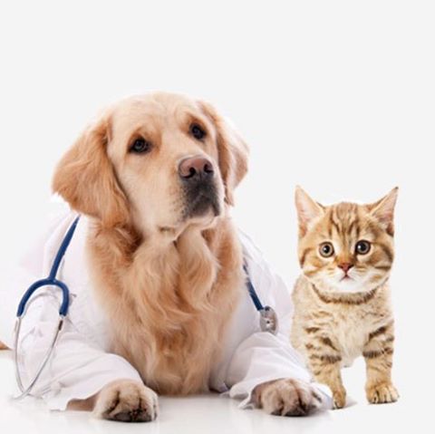 Garden Lodge Veterinary Clinic - Holywood , United Kingdom