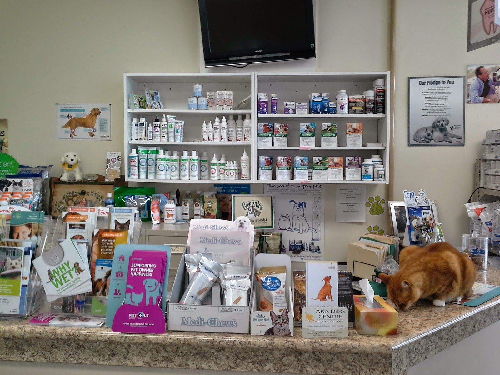 Thunderbird Animal Hospital - Langley Twp , Canada