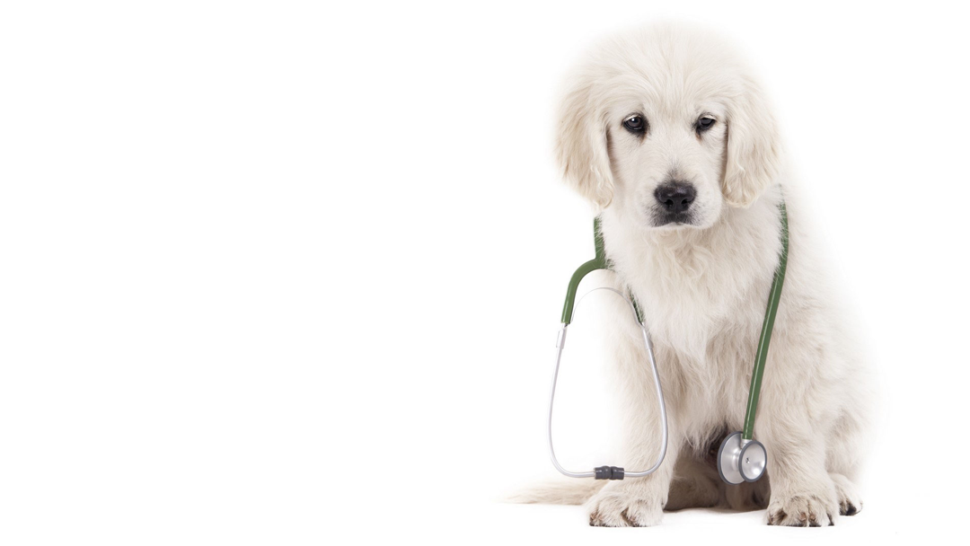 Fort Salonga Animal Hospital - Fort Salonga , United States