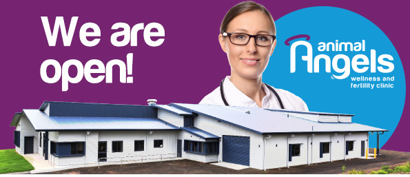 Animal Angels Vet Clinic - Marburg , Australia