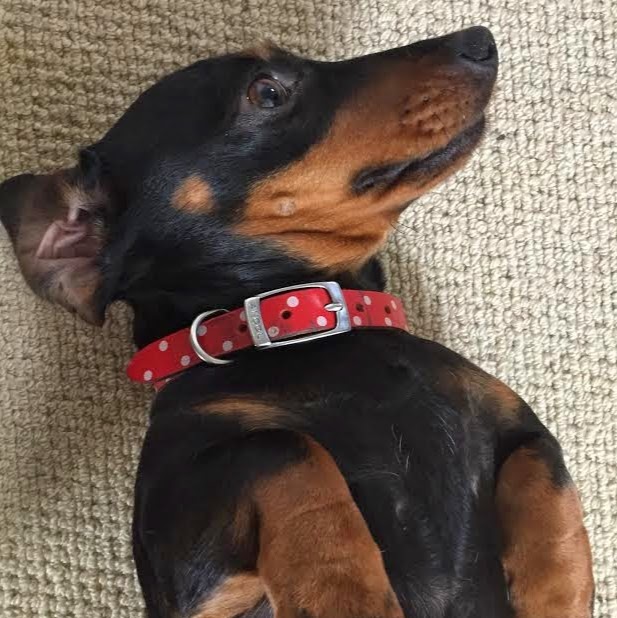 Medivet Lewisham - London , United Kingdom