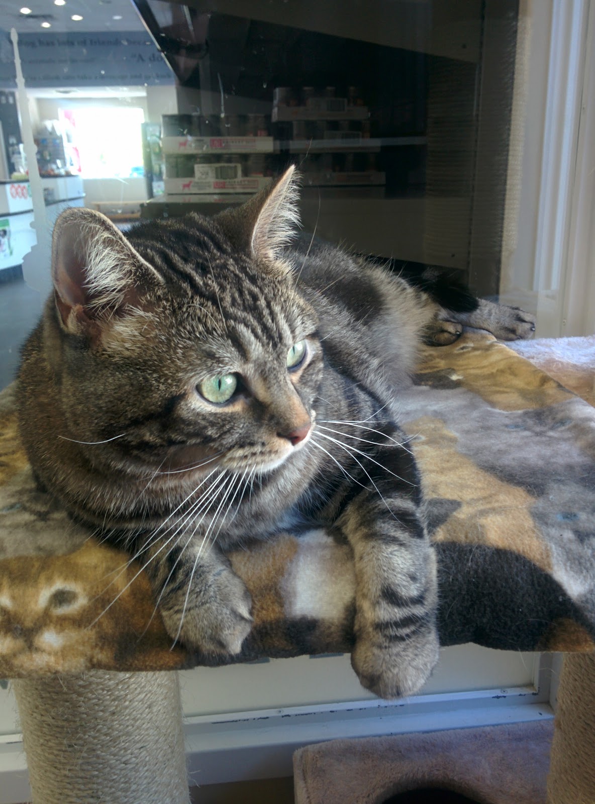 Vca Canada Birchmount Animal Hospital - Scarborough , Canada