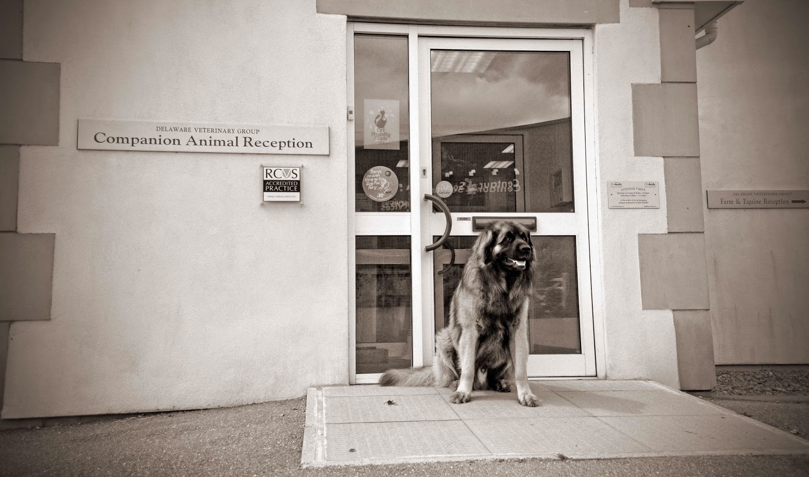 Delaware Veterinary Group - Castle Cary , United Kingdom