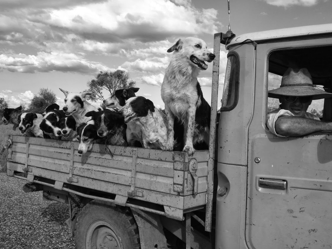 Gray Street Veterinary Clinic - Emerald , Australia