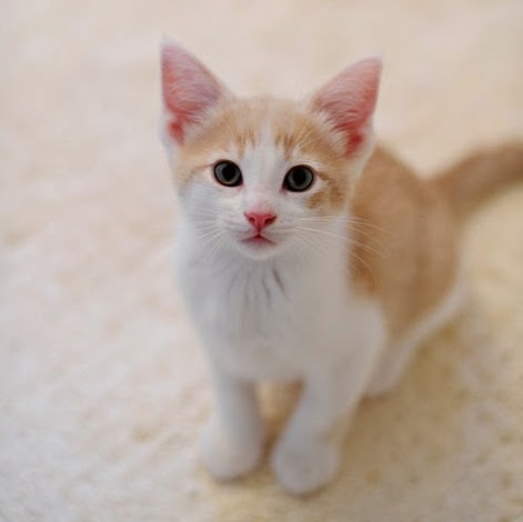 San Roque Pet Hospital - Santa Barbara , United States