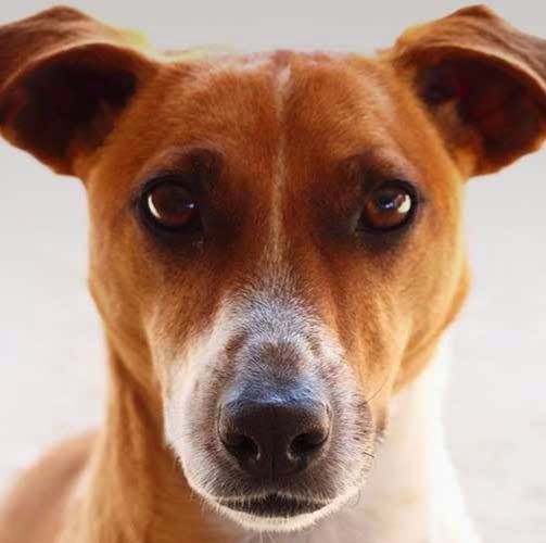 Veterinary Oncology Consultants - Lake Innes , Australia