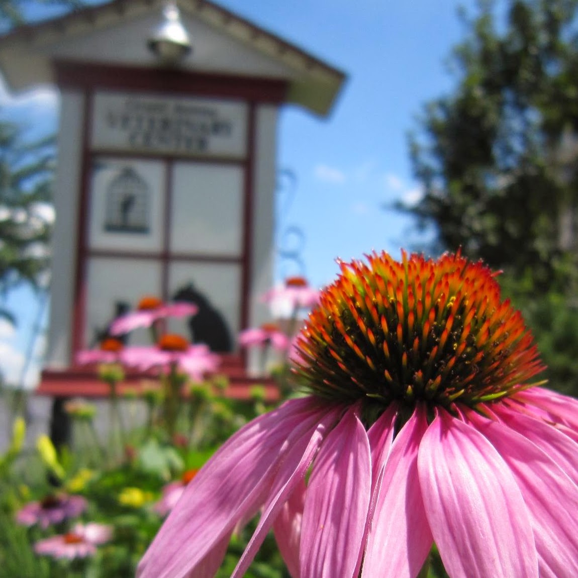Grand Avenue Veterinary Center - St Paul , United States