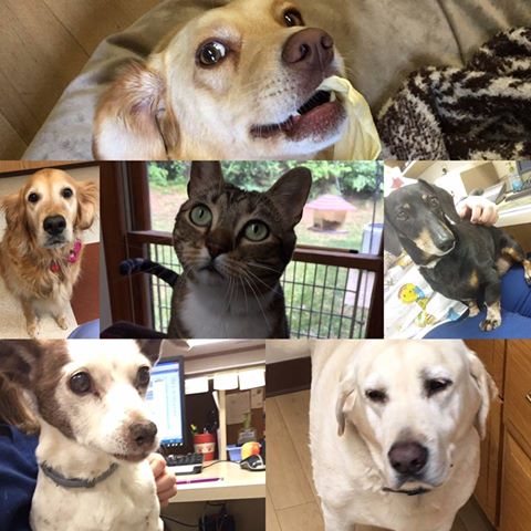 Summerfield Veterinary Hospital P L L C - Summerfield , United States