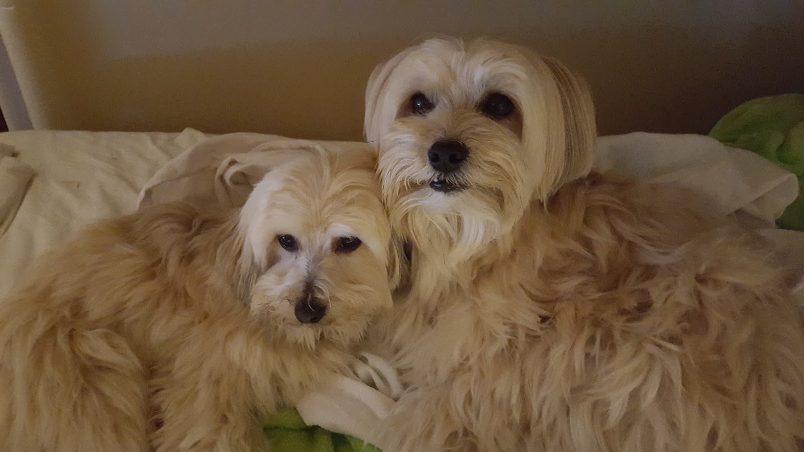 Peterborough West Animal Hospital - Cavan-Monaghan , Canada