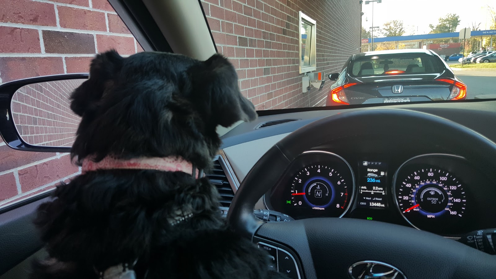 Red Maples Veterinary Clinic - Columbus , United States