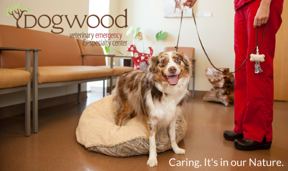 Bluepearl Pet Hospital Richmond - Richmond , United States