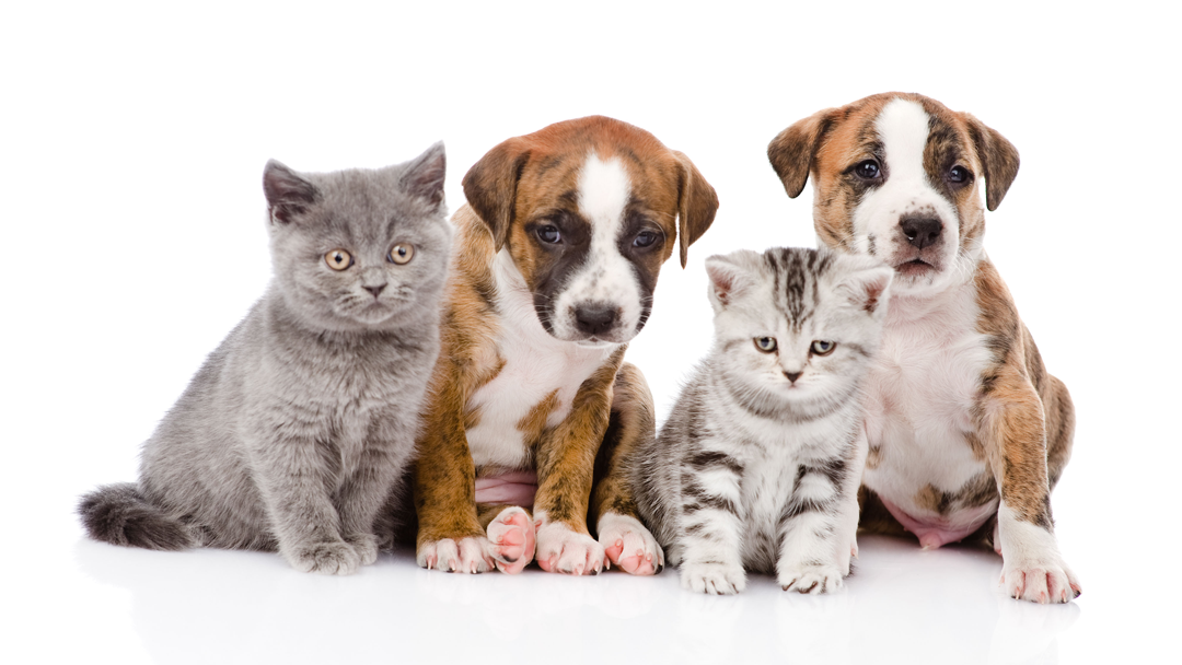 Oakley Square Animal Hospital - Cincinnati , United States