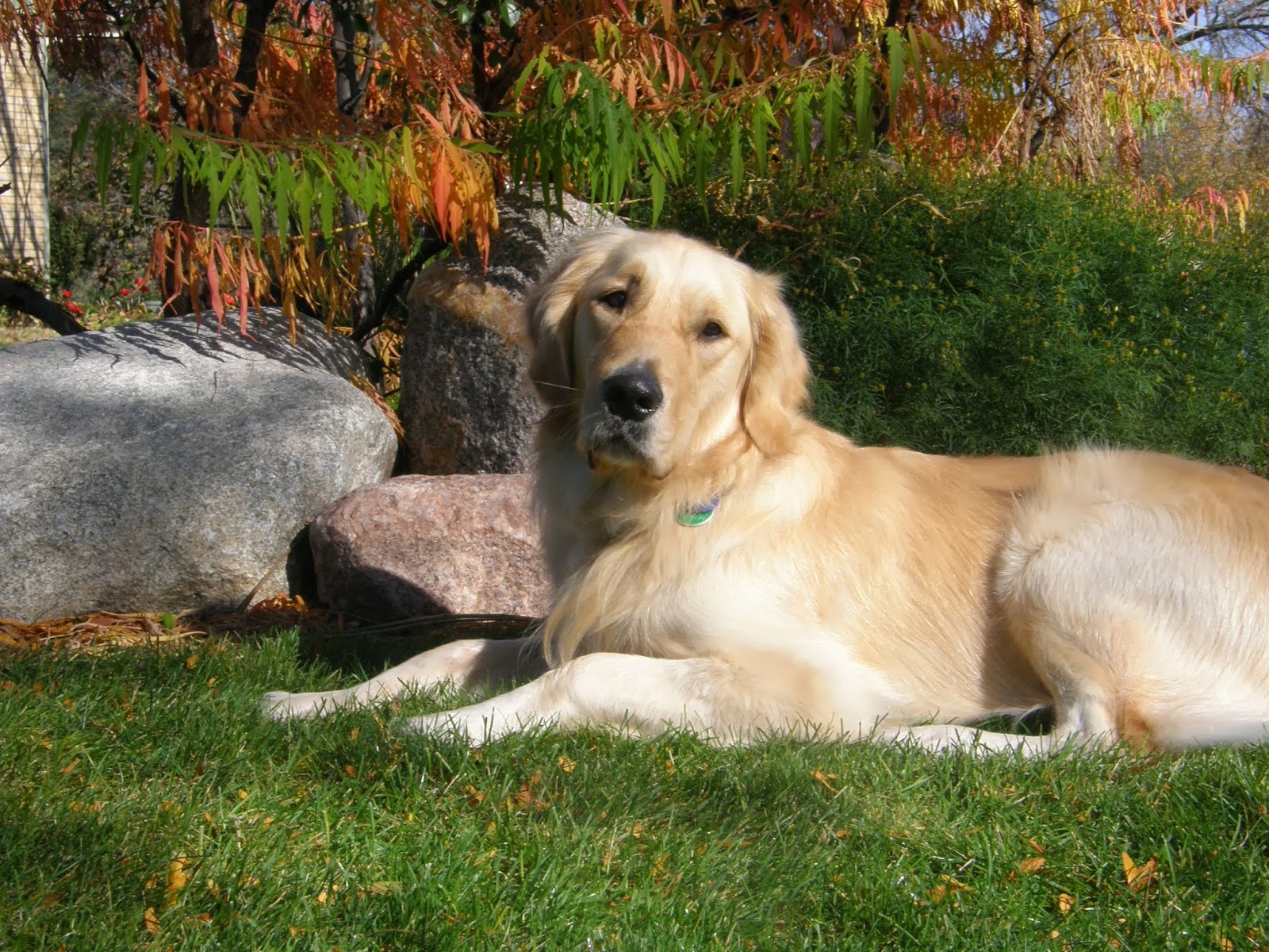Corcoran Pet Care Center - Corcoran , United States