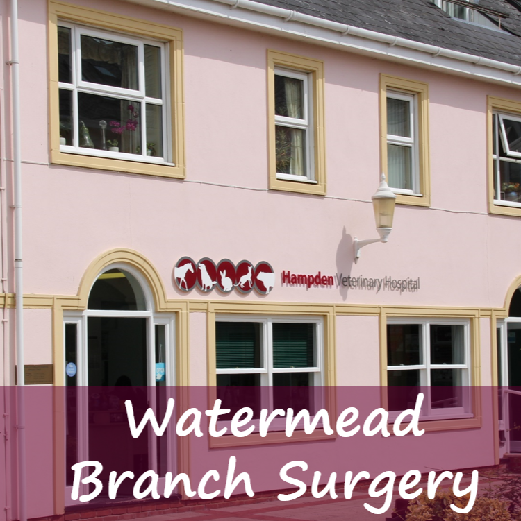 Hampden Vets Watermead - Aylesbury , United Kingdom