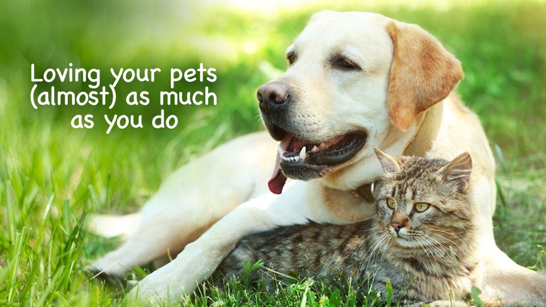 Agawam Animal Hospital - Agawam , United States