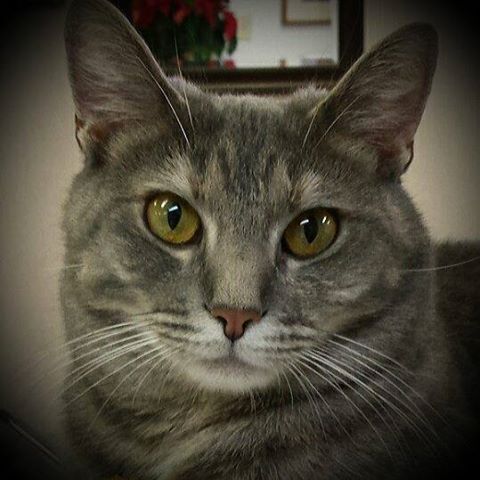 Gray's Creek Animal Hospital - Fayetteville , United States