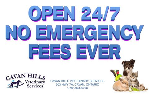 Cavan Hills Veterinary Services - Cavan , Canada