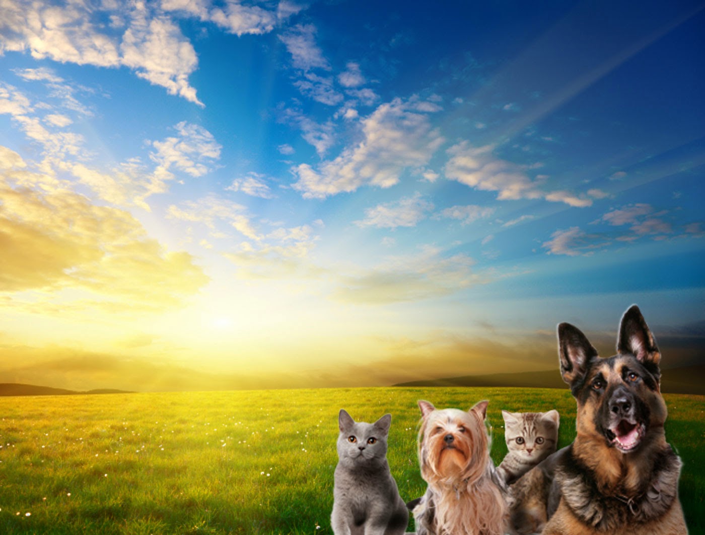 Tucson Vetcalls - Tucson , United States
