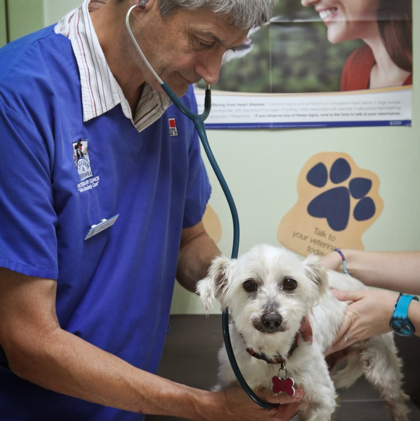 Asquith Veterinary Hospital - Asquith , Australia