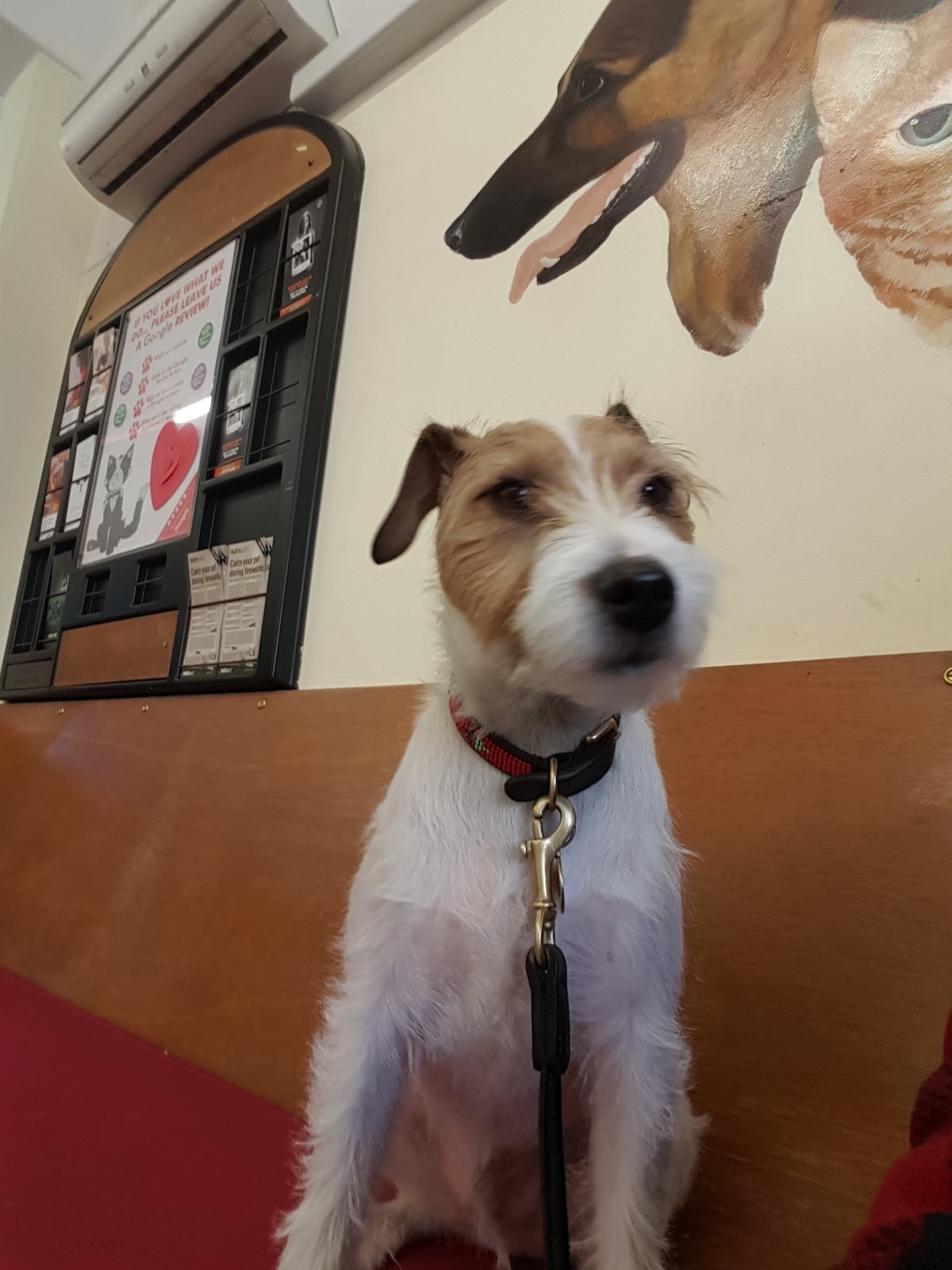 Sussex Coast Vets - Saint Leonards-on-sea , United Kingdom