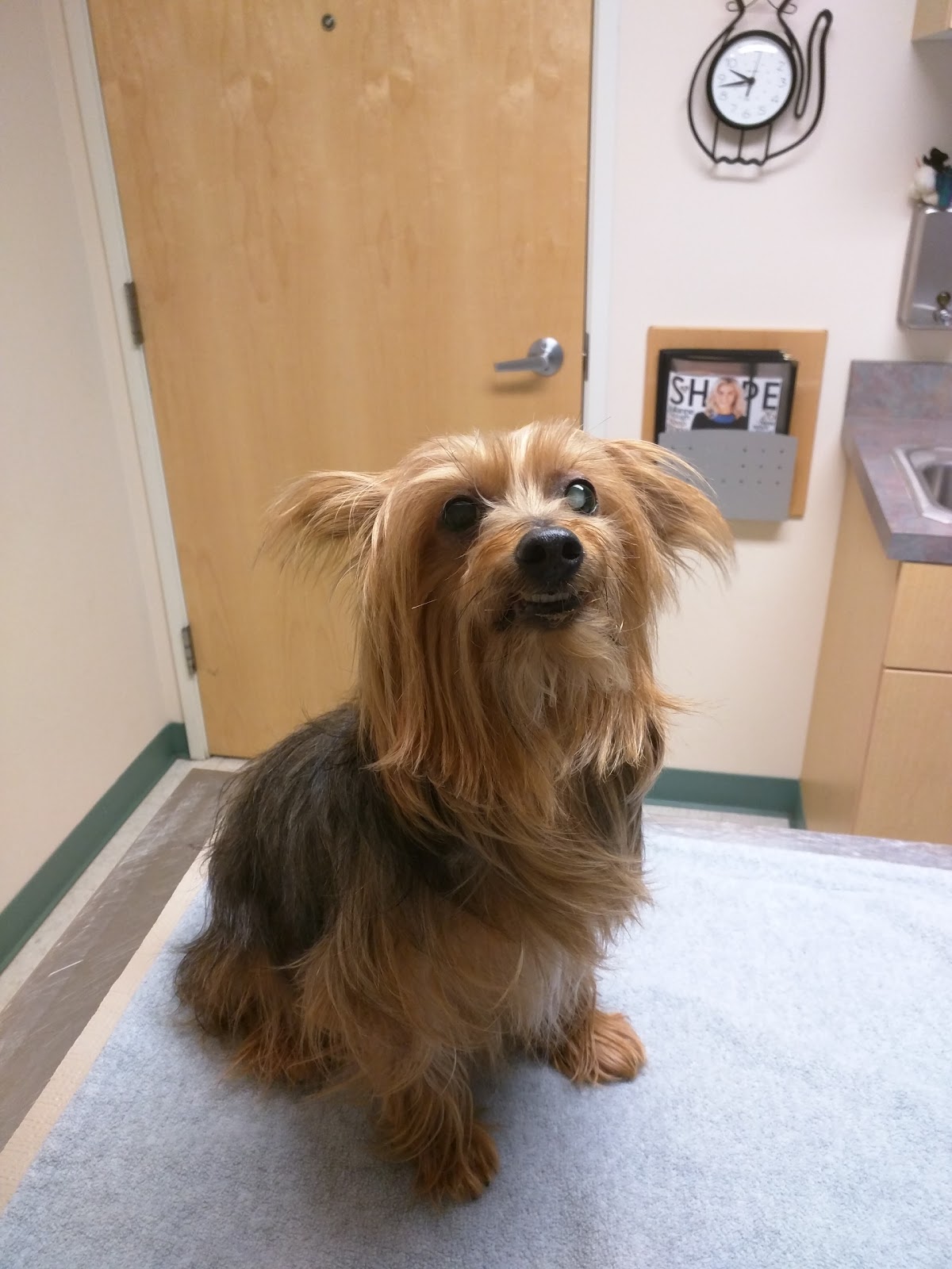 Northwest Animal Eye Specialists - Kirkland , United States