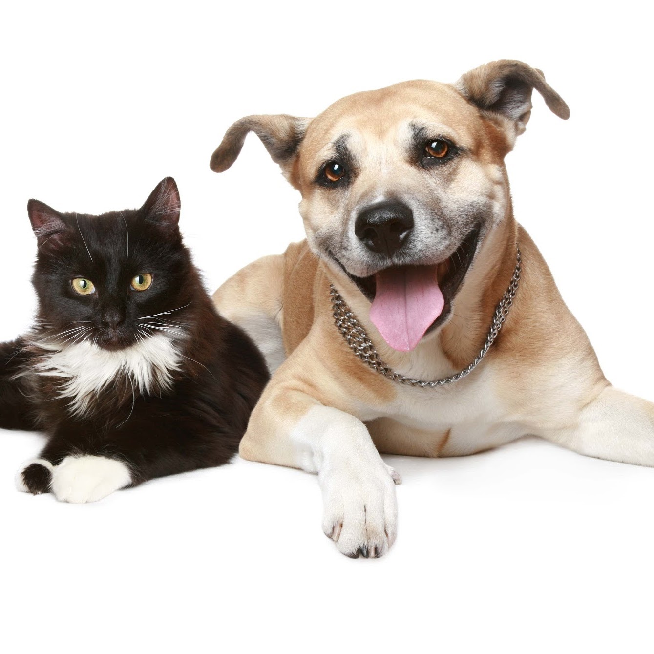 Summerlyn Pet Hospital - Bradford , Canada