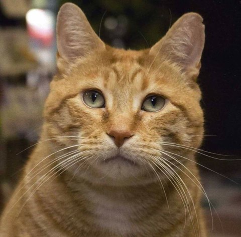 Rum River Veterinary Clinic - Anoka , United States