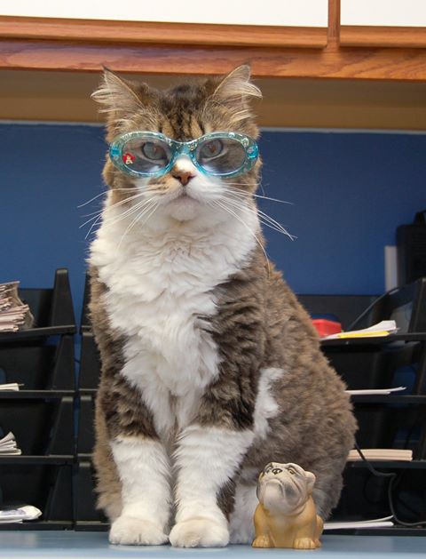 Leland Veterinary Hospital - Leland , United States