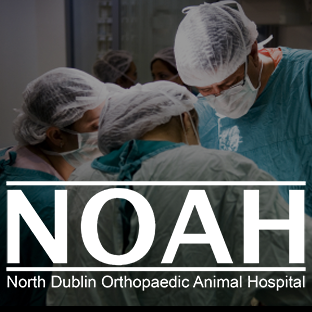 Noah – Veterinary Hospital - Dublin , Ireland