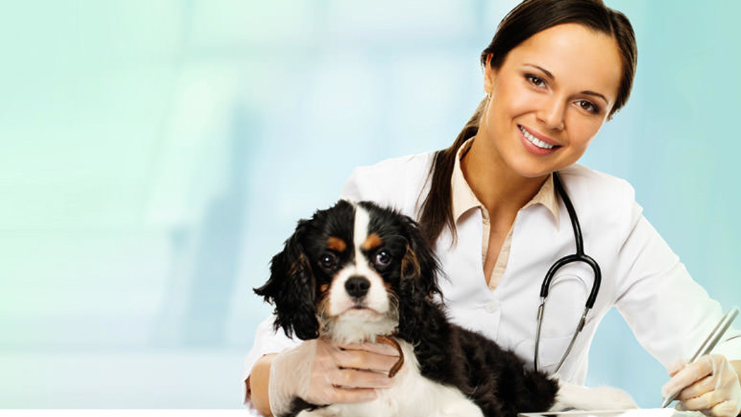 El Paso Animal Hospital - Derby , United States