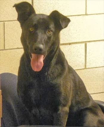 Dewitt Animal Hospital P C - Syracuse , United States