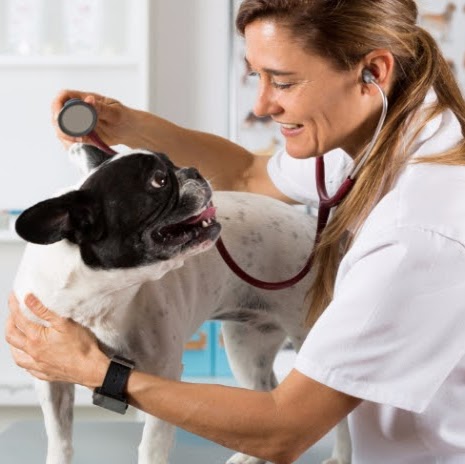 Ellison Drive Animal Hospital - San Antonio , United States