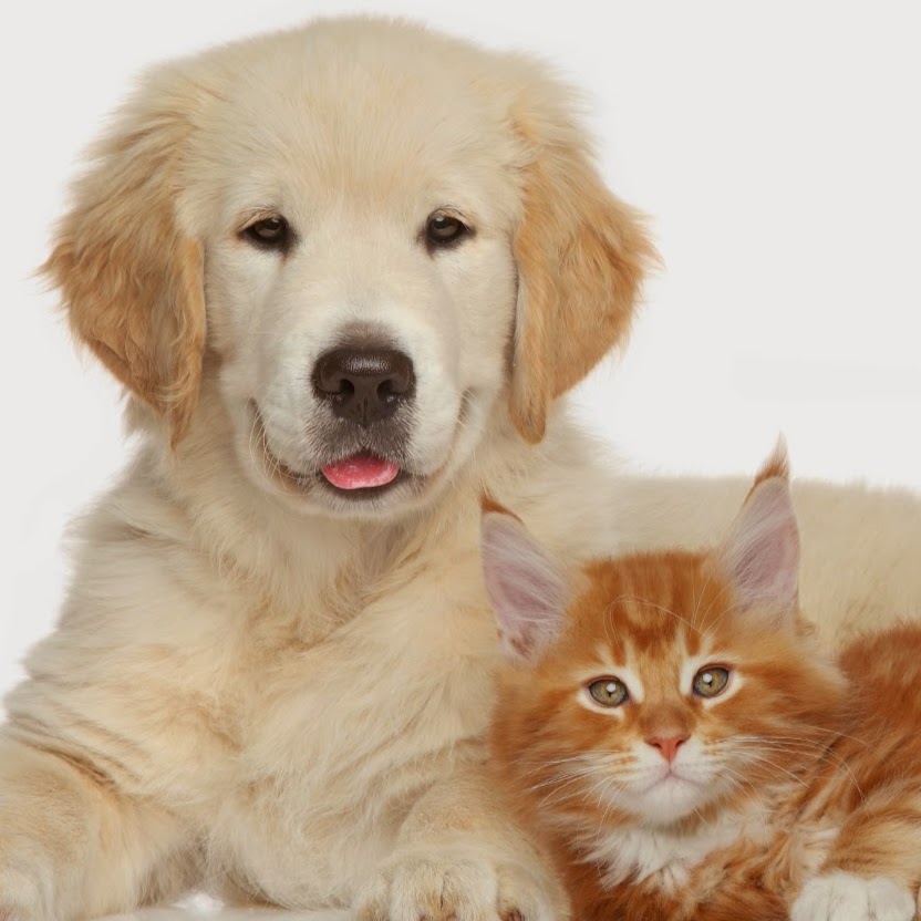 Oradell Veterinary Group Of Fort Lee - Fort Lee , United States