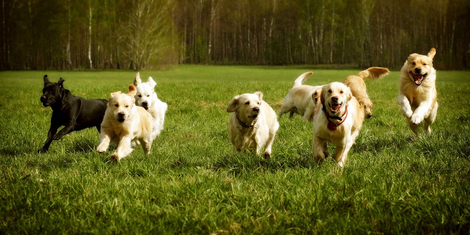 Cornerstone Veterinary Hospital - Shreveport , United States