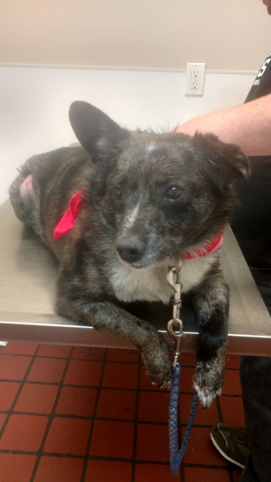 North Davidson Veterinary Hospital - Lexington , United States